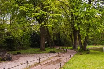 Ağaçlık bir park alanı ve yürüyüş yolu